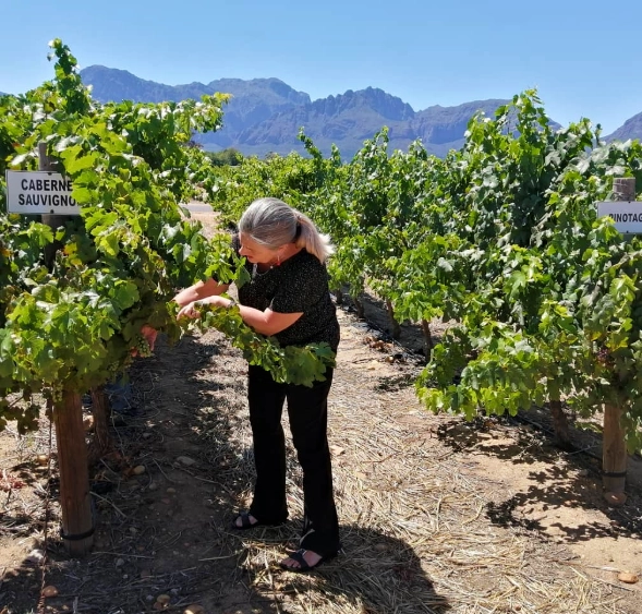 Cape Town Vineyard