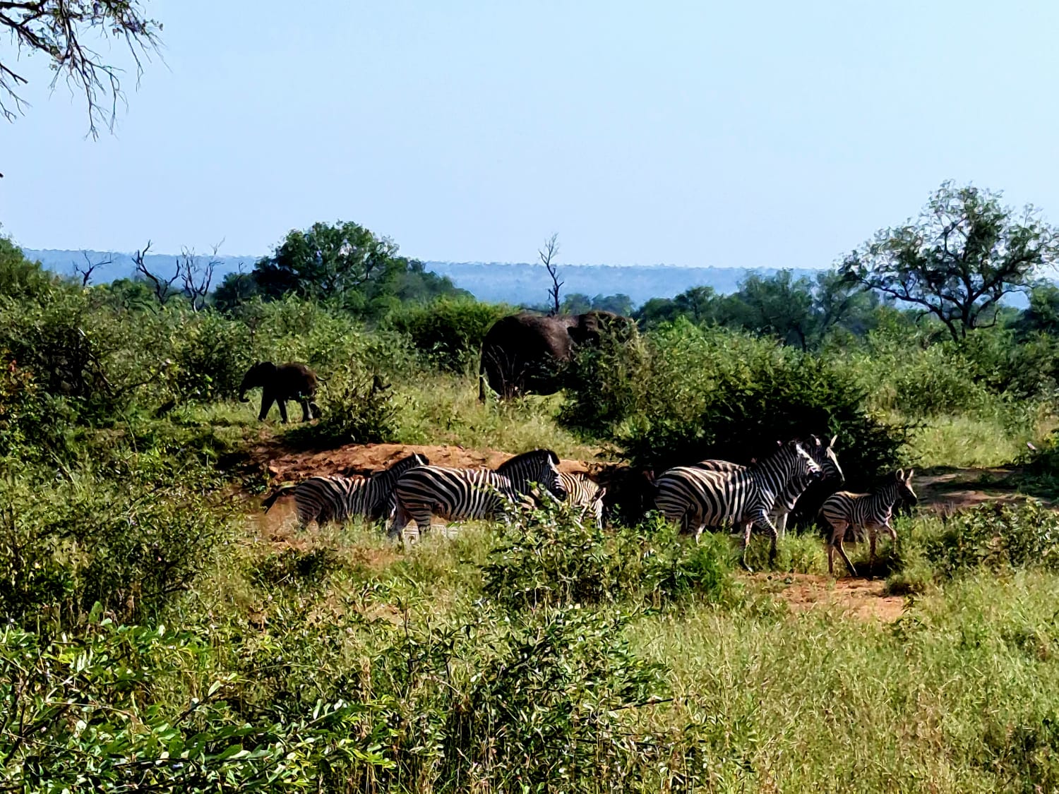 Game Drive / Safari